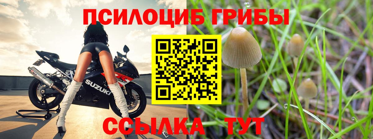 Псилоцибиновые грибы Cubensis Кудымкар